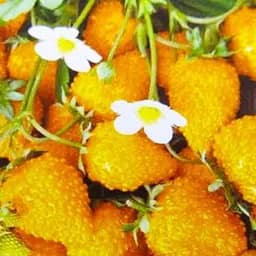 Саджанець Agro-Market Суниця ремонтантна Золотинка горщик P9 1 шт. в пакуванні (116170)