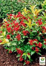Саджанець Agro-Market Вейгела Eva Rathke (Weigela x hybrida) (177063) - мініатюра 2