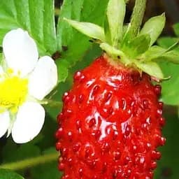 Саженец Agro-Market Земклубника Находка (средний срок созревания, устойчив к болезням и морозам) 5 шт. в упаковке (37325)