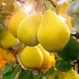 Саджанець Agro-Market Груша Лимонка (літній сорт, ранній термін дозрівання) (15782) 1 шт. в упаковці