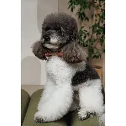 Аксесуар шийний Pet Fashion Ruta для собак XS-XS2 - мініатюра 4
