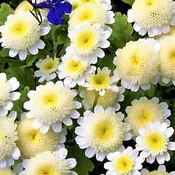 Матрикария "White Star" (ромашка) (189745) 1 саженец в упаковке