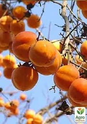 Саджанець Agro-Market Хурма Шарон на віргінській морозостійкій підщепі 1 шт. в упаковці (50085) - мініатюра 7