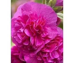 Саджанець Agro-Market Гібіскус деревовидний махровий Freedom (49884) 1 шт. в упаковці