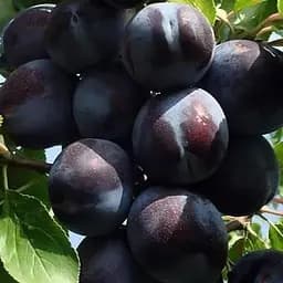 Саджанець Agro-Market Алича Ельдорадо (осінній сорт, пізній термін дозрівання) (40002) 1 шт. в упаковці