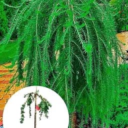 Модрина Європейська Agro-Market на штамбі Larix Pendula С2 висота 60-70 см 179863 1 саджанець в упаковці