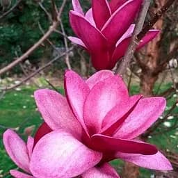 Магнолия привита 4-летняя гибридная "Starburst" (высота 60-70см) (188052) 1 саженец