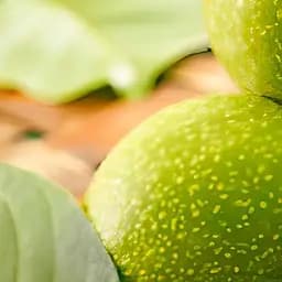 Саджанець Agro-Market Волоський горіх прищеплений Chandler укорінений у контейнері (саджанець 2 роки) (178568)