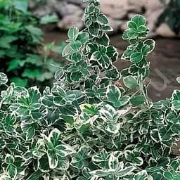 Саджанець Agro-Market Бересклет Форчуна 2-х річний Emerald Gaiety (висота 20-40см) (114816)