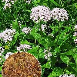 Валериана ТМ "Весна" 1г (46099)