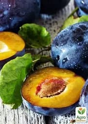 Саджанець Agro-Market Слива темно-синя Галактика (Galaxy) (канадська селекція, преміальний супер соковитий сорт) 1 шт. в упаковці (43987) - мініатюра 6