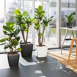 Вазон Lechuza Quadro Premium LS, 17 л, білий (16160) - мініатюра 8