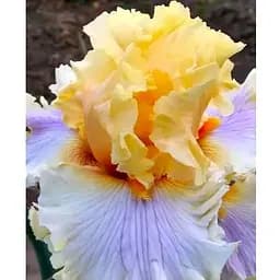 Луковица Agro-Market Ирис бородатый крупноцветковый What Now My Love (183921) 1 шт.