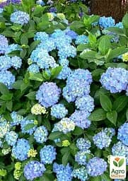 Саджанець Agro-Market Гортензія крупнолиста блакитна Блакитна ніжність (Blue tenderness) (44819) - мініатюра 3