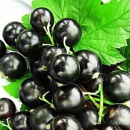 Саженец Agro-Market Смородина черная Красота Львова (средне-поздний срок созревания, крупноплодный сорт) 1 шт. в упаковке (17534)