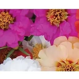 Портулак "Большецветковый" Весна 0.3г (18665)