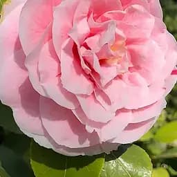 Камелия японская "Bonomiana" (187242) 1 саженец