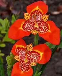 Луковица Agro-Market Тигридия Красная 5 шт. (19425)