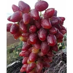 Саджанець Agro-Market Виноград десертний Алама (солодкий гармонійний) (183955) 1 шт.