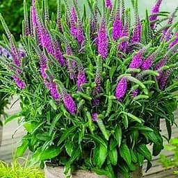 Вероника "Amethyst Plume" вазон С2 (183703) 1 саженец