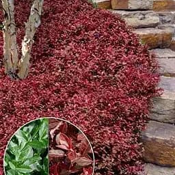 Бересклет Форчуна 2-летний Coloratus С2 (189802) 1 саженец в упаковке