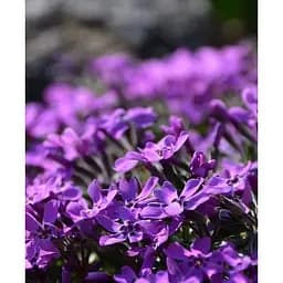 Саджанець Agro-Market Флокс шилоподібний Purple Beauty (квітковий килим) (183661) 1 шт. - мініатюра 2