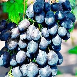 Саджанець Agro-Market Десертний виноград Новичок 1 шт. в пакуванні (178735)