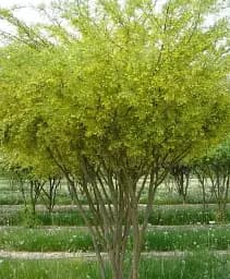 Саджанець Agro-Market Акація мультиштамбова ком/сітка, висота 150 см 1 шт. в упаковці (179898)