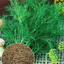 Семена Agro-Market Укроп Мораван на вес цена за 20 г (177212)