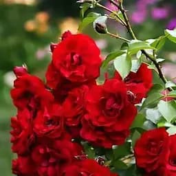 Троянда плетиста Agro-Market Santana 1 шт. в упаковці (17454)