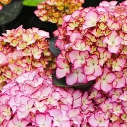 Саженец Agro-Market Гортензия крупнолистовая Adula Purple (180917)