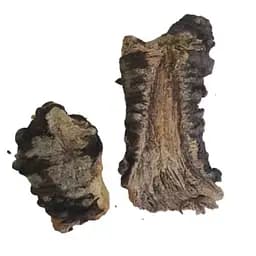 100 г горичник русский корень сушеный - свежий урожай