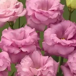 Еустома махрова "Arena Hot Pink" укорінена в контейнері Р9 (50588) 1 саженец