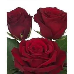 Саженец Agro-Market Роза чайно-гибридная Эксплорер (Explorer) (класс АА+) высший сорт (38380) 1 шт.