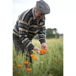 Чай трав'яний Sonnentor Calendula органічний 50 г - мініатюра 4