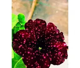 Саджанець Agro-Market Петунія ампельна Special Burgundy Splash (контейнер №10 висота 10-15 см) (52237) 1 шт. в упаковці