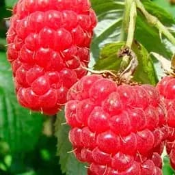 Малина Agro-Market "Маросейка" (ранний срок созревания, высокоурожайный и бесшипый сорт) 1-летний саженец (189536) 1 шт в упаковке