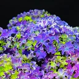 Саджанець Agro-Market Гортензія крупнолиста кучерява Curly Sparkle Blue Purple (64472)