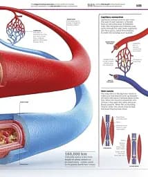 Knowledge Encyclopedia Human Body! - мініатюра 5