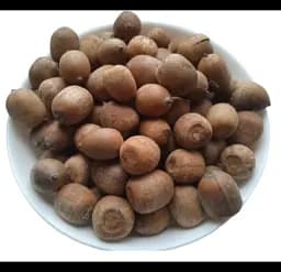 Жолудь червоний Плоди Quercus rubra