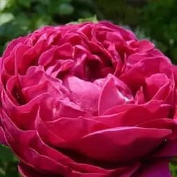 Роза чайно-гибридная Agro-Market Ascot саженец класса АА+ высший сорт 1 шт. в упаковке (181481)