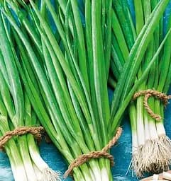 Насіння Весна на вагу Цибуля-батун Весняний ціна за 3 г (177348)