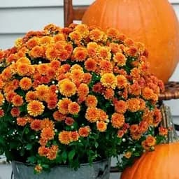 Хризантема мультифлора куляста "Milkshake Papaya" (112788) 1 саженец