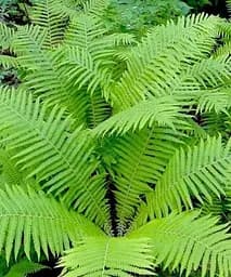 Кочедижник трав'янистий папоротник (Кореневище) (Athýrium) Agro-Market (51069)