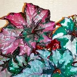 Саженец Agro-Market Бегония королевская REX Little Lady 20-30см (176782)