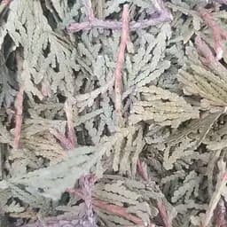 100 г туя западная побеги/листья сушеные - свежий урожай