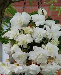 Клубень Agro-Market Бегония ампельная Каскад белый 1 шт. (23411)