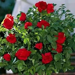 Троянда штамбова Agro-Market Сатчмо New 1 шт. в упаковці (47071)