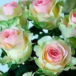 Троянда чайно-гібридна Agro-Market Dancing Queen саджанець класу АА+ вищий сорт 1 шт. в упаковці (181482)