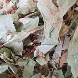 100 г липа цвет сушеный - свежий урожай